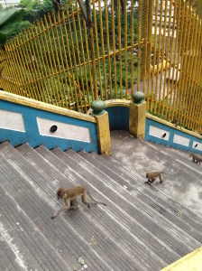 Batu Caves monkey worship