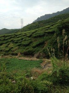 Camerion highlands Jungle trek day 2 tea plantaion