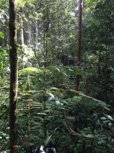 Camerion highlands Jungle trek day one 3