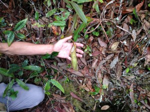 Jungle trek day one penis plant (carnivore)