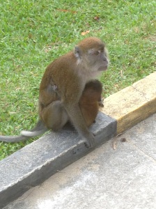 Mom and baby beggar monkeys