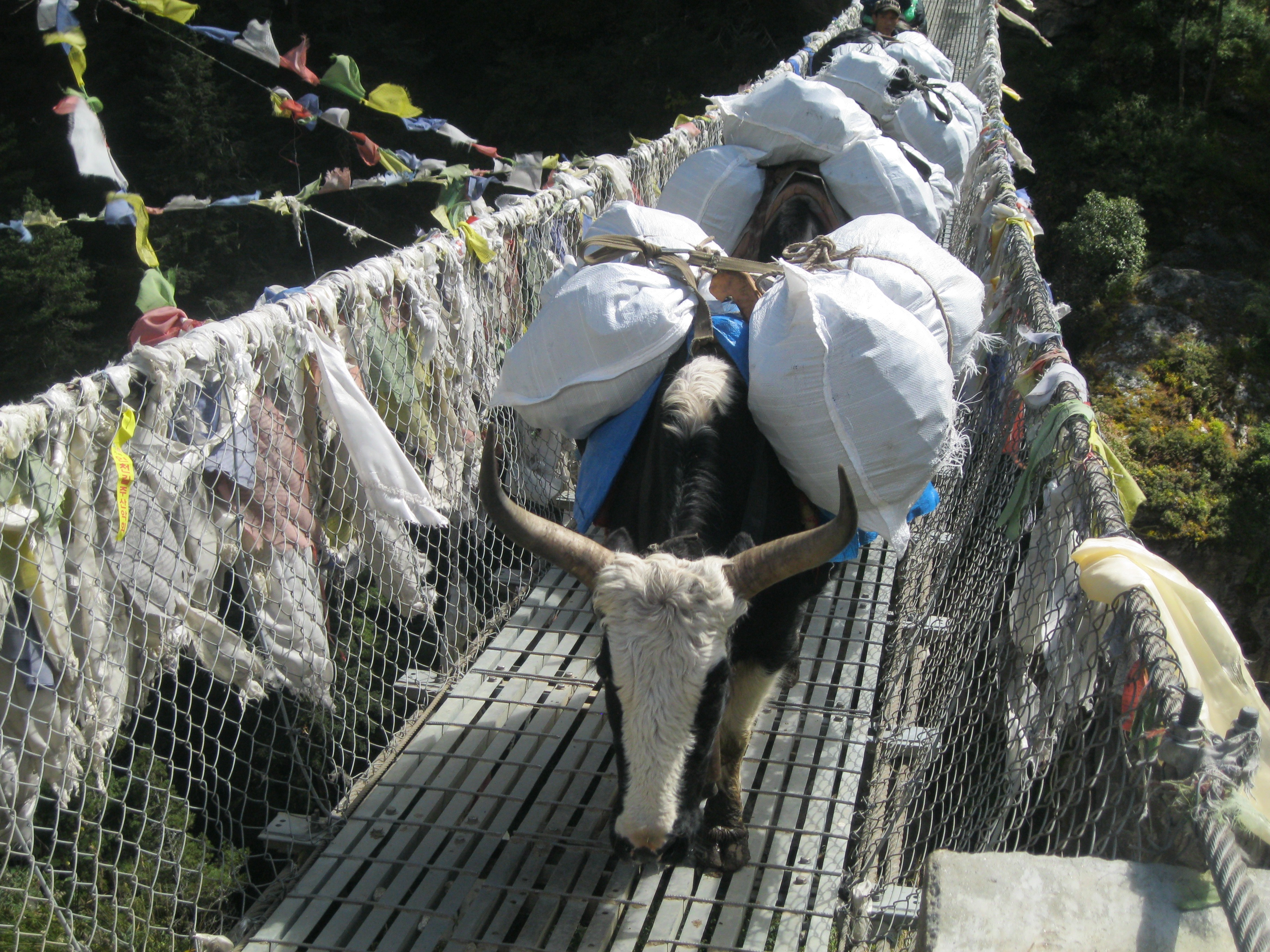 yaks-on-suspension-bridge
