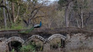 peacock-in-india